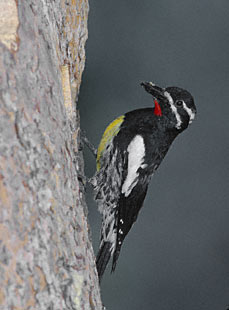Williamson's Sapsucker (Sphyrapicus thyroideus) photo image
