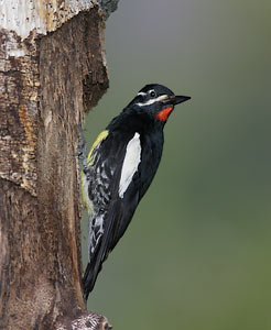 Williamson's Sapsucker (Sphyrapicus thyroideus) photo