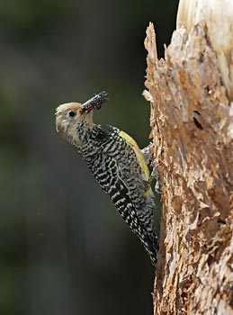 Williamson's Sapsucker (Sphyrapicus thyroideus) photo image