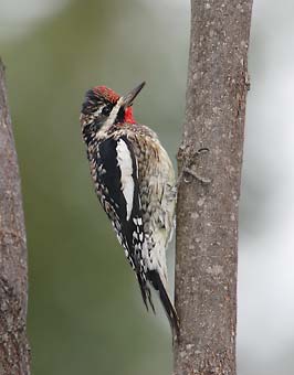 Yellow-bellied Sapsucker (Sphyrapicus varius) photo image