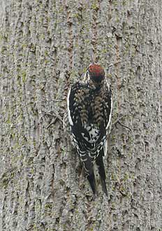 Yellow-bellied Sapsucker (Sphyrapicus varius) photo image
