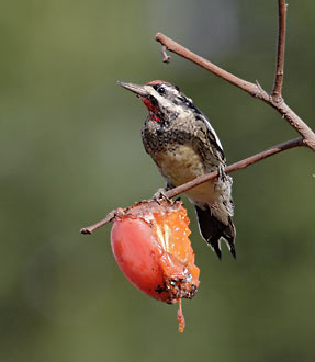 Yellow-bellied Sapsucker (Sphyrapicus varius) photo image