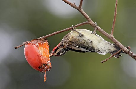 Yellow-bellied Sapsucker (Sphyrapicus varius) photo image