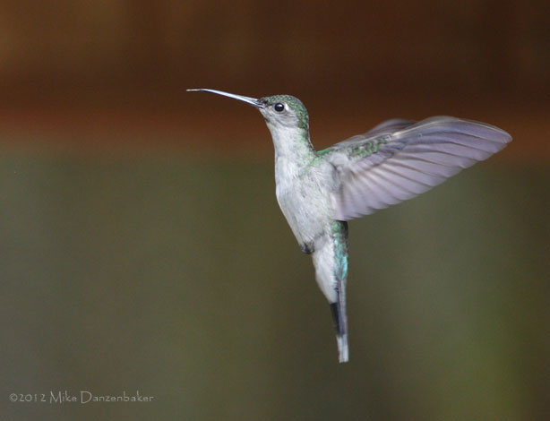 Gray-breasted Sabrewing (Campylopterus largipennis) photo
