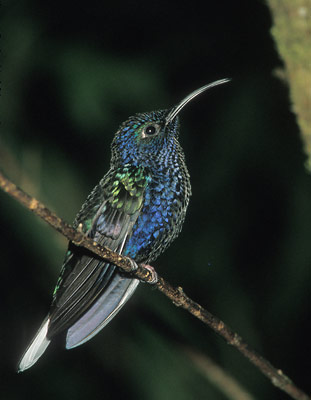 Violet Sabrewing () photo