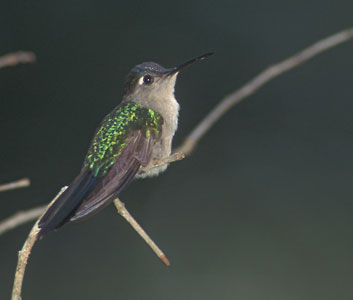 Wedge-tailed Sabrewing (Campylopterus pampa) photo image
