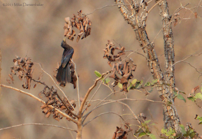 Black Scimitarbill (Rhinopomastus aterrimus) photo image