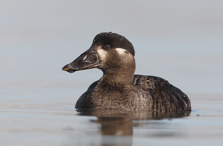 Surf Scoter (Melanitta perspicillata) photo image