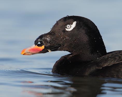 White-winged Scoter (Melanitta deglandi) photo image