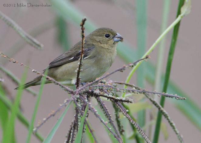 Black-and-white Seedeater (Sporophila luctuosa) photo image