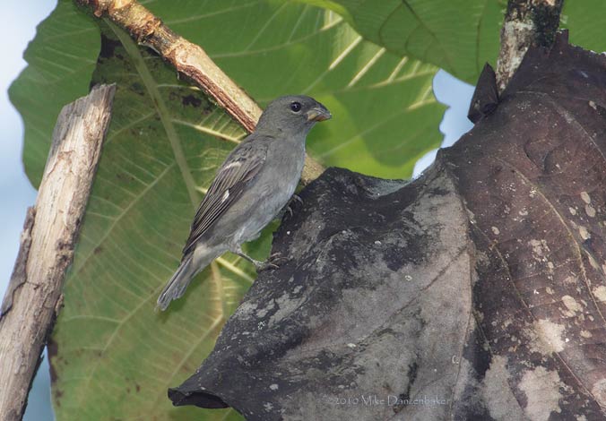 Slate-colored Seedeater (Sporophila schistacea) photo image