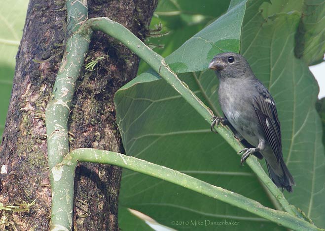Slate-colored Seedeater (Sporophila schistacea) photo image
