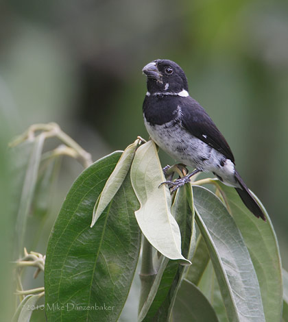 Variable Seedeater (Sporophila americana (aurita)) photo