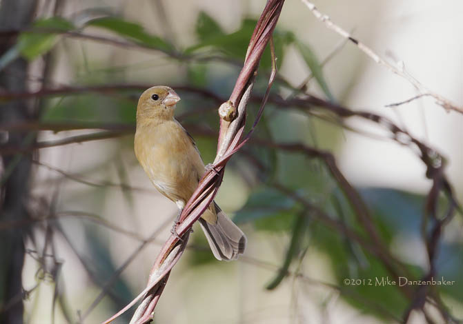 Morelet's Seedeater (Sporophila morelleti) photo