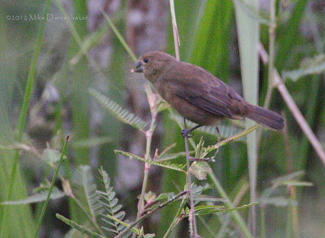 Chestnut-bellied Seed Finch (Oryzoborus angolensis) photo image