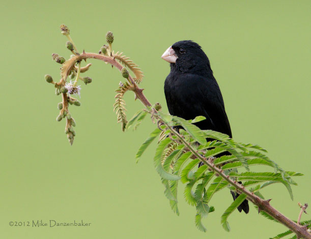 Large-billed Seed Finch (Oryzoborus crassirostris) photo