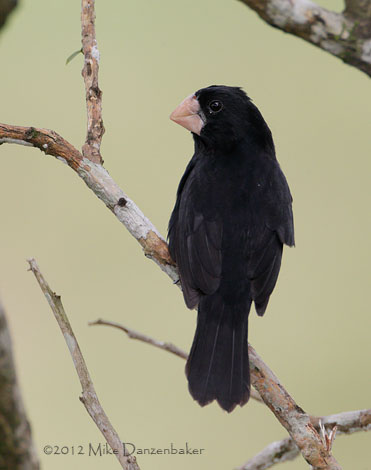 Nicaraguan Seed Finch (Oryzoborus nuttingi) photo image