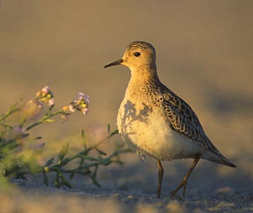 Buff-breasted Sandpiper (Tryngites subruficollis) photo