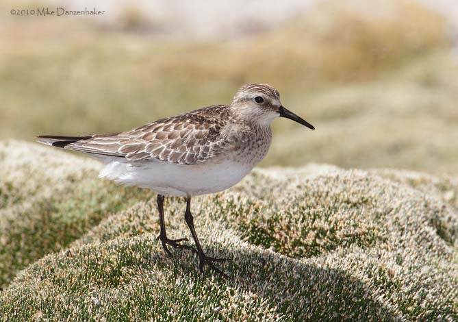 Baird's Sandpiper (Calidris bairdii) photo image