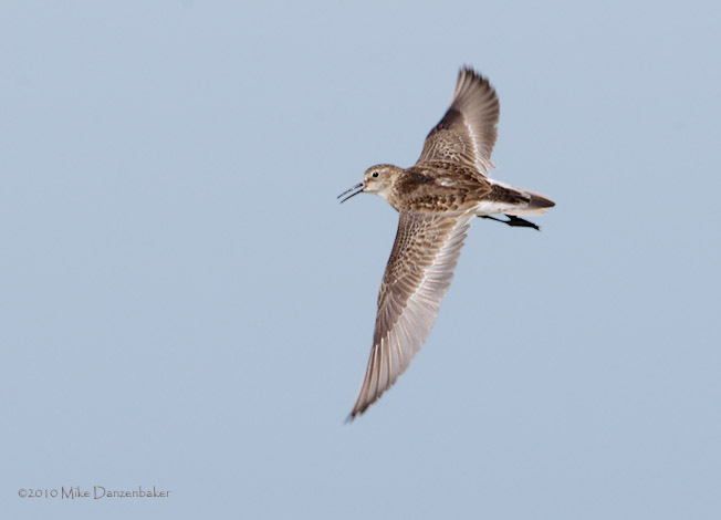 Baird's Sandpiper (Calidris bairdii) photo image