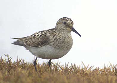 Baird's Sandpiper (Calidris bairdii) photo image