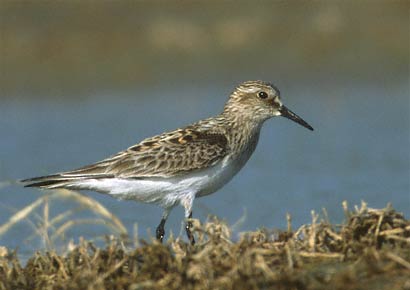 Baird's Sandpiper (Calidris bairdii) photo image