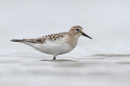 Baird's Sandpiper (Calidris bairdii) photo image