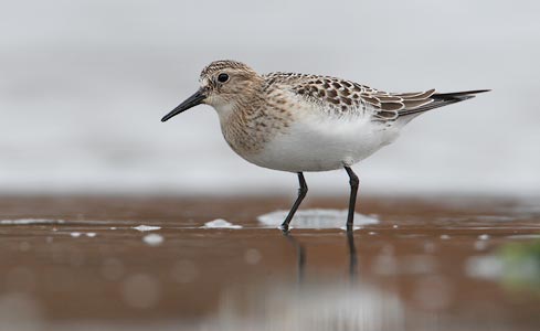 Baird's Sandpiper (Calidris bairdii) photo image