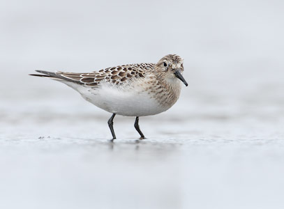Baird's Sandpiper (Calidris bairdii) photo image