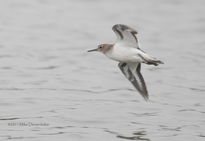 Common Sandpiper (Actitis hypoleucos) photo