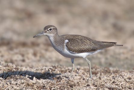 Common Sandpiper (Actitis hypoleucos) photo image