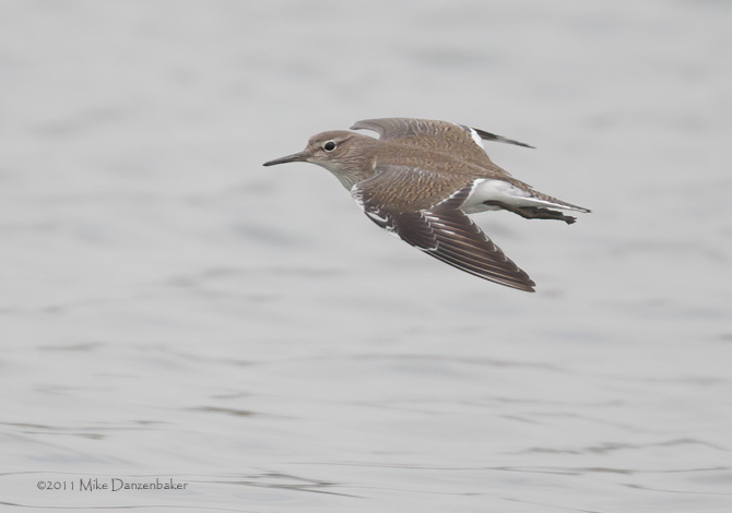 Common Sandpiper (Actitis hypoleucos) photo