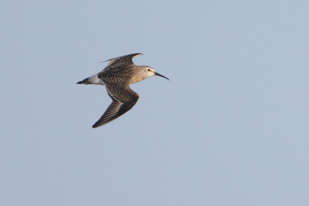 Curlew Sandpiper (Calidris ferruginea) photo image