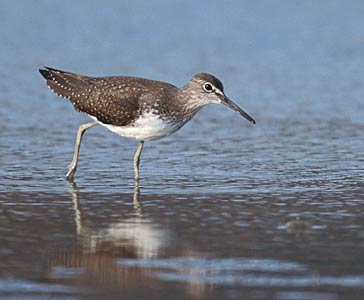 Green Sandpiper (Tringa ochropus) photo image