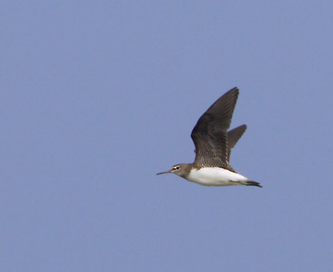 Green Sandpiper (Tringa ochropus) photo