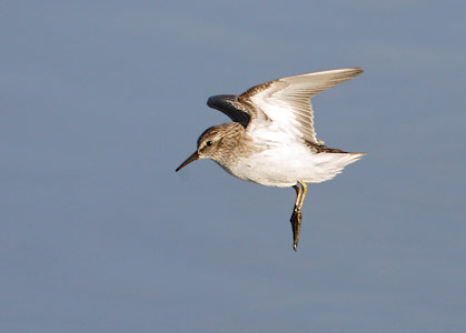 Least Sandpiper (Calidris minutilla) photo