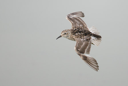Least Sandpiper (Calidris minutilla) photo