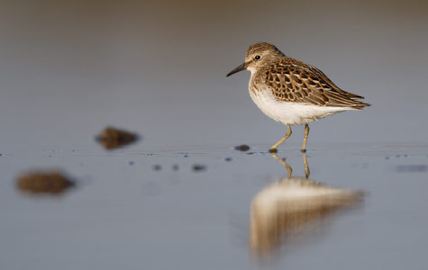 Least Sandpiper (Calidris minutilla) photo
