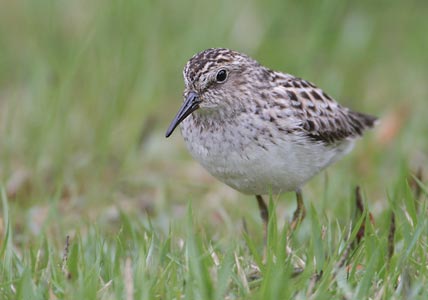 Least Sandpiper (Calidris minutilla) photo