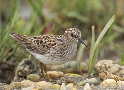 Least Sandpiper (Calidris minutilla) photo image
