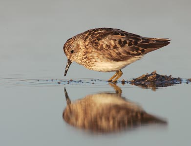 Least Sandpiper (Calidris minutilla) photo image
