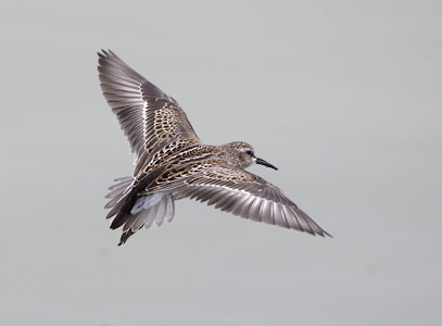 Least Sandpiper (Calidris minutilla) photo