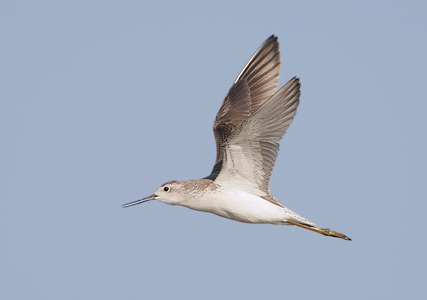 Marsh Sandpiper (Tringa stagnatilis) photo