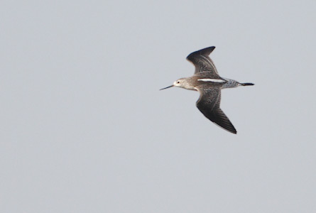 Marsh Sandpiper (Tringa stagnatilis) photo