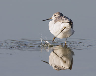 Marsh Sandpiper (Tringa stagnatilis) photo