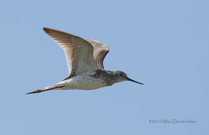 Marsh Sandpiper (Tringa stagnatilis) photo