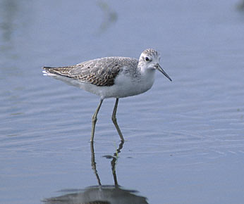 Marsh Sandpiper (Tringa stagnatilis) photo image