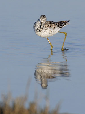 Marsh Sandpiper (Tringa stagnatilis) photo