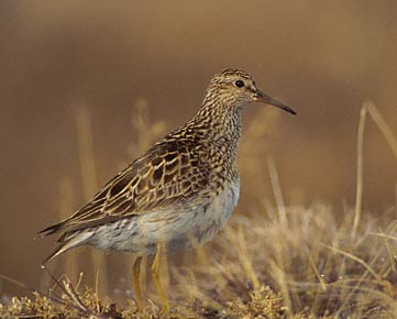 Pectoral Sandpiper (Calidris melanotos) photo image
