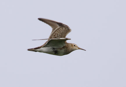 Pectoral Sandpiper (Calidris melanotos) photo